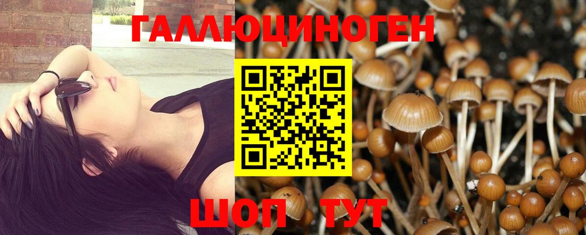 Галлюциногенные грибы Psilocybine cubensis Ртищево